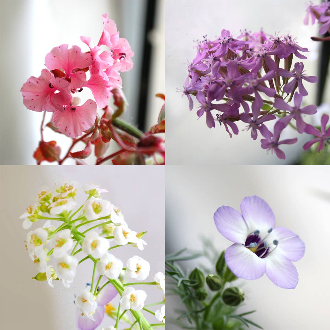Grows Wildflowers - That is a terrible idea...