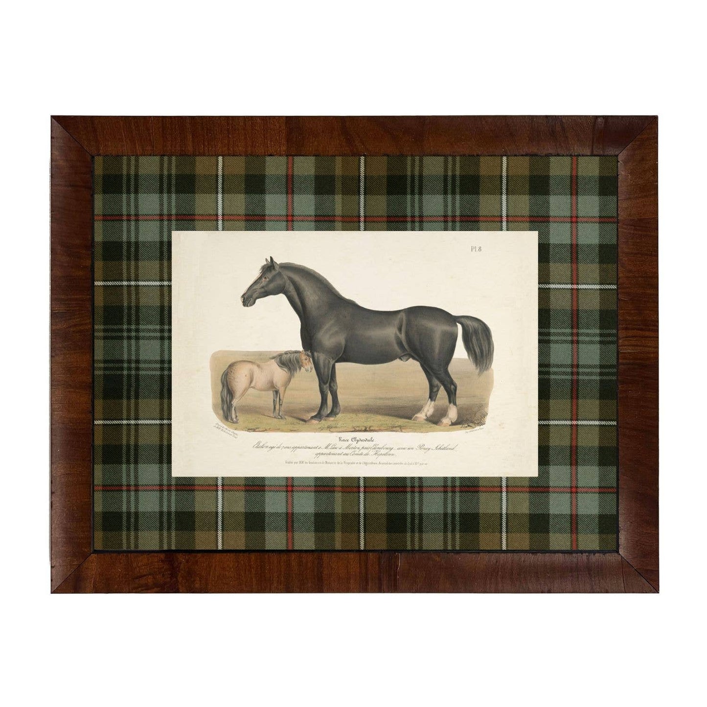 Vintage horse bookplate F matted in green and brown tartan