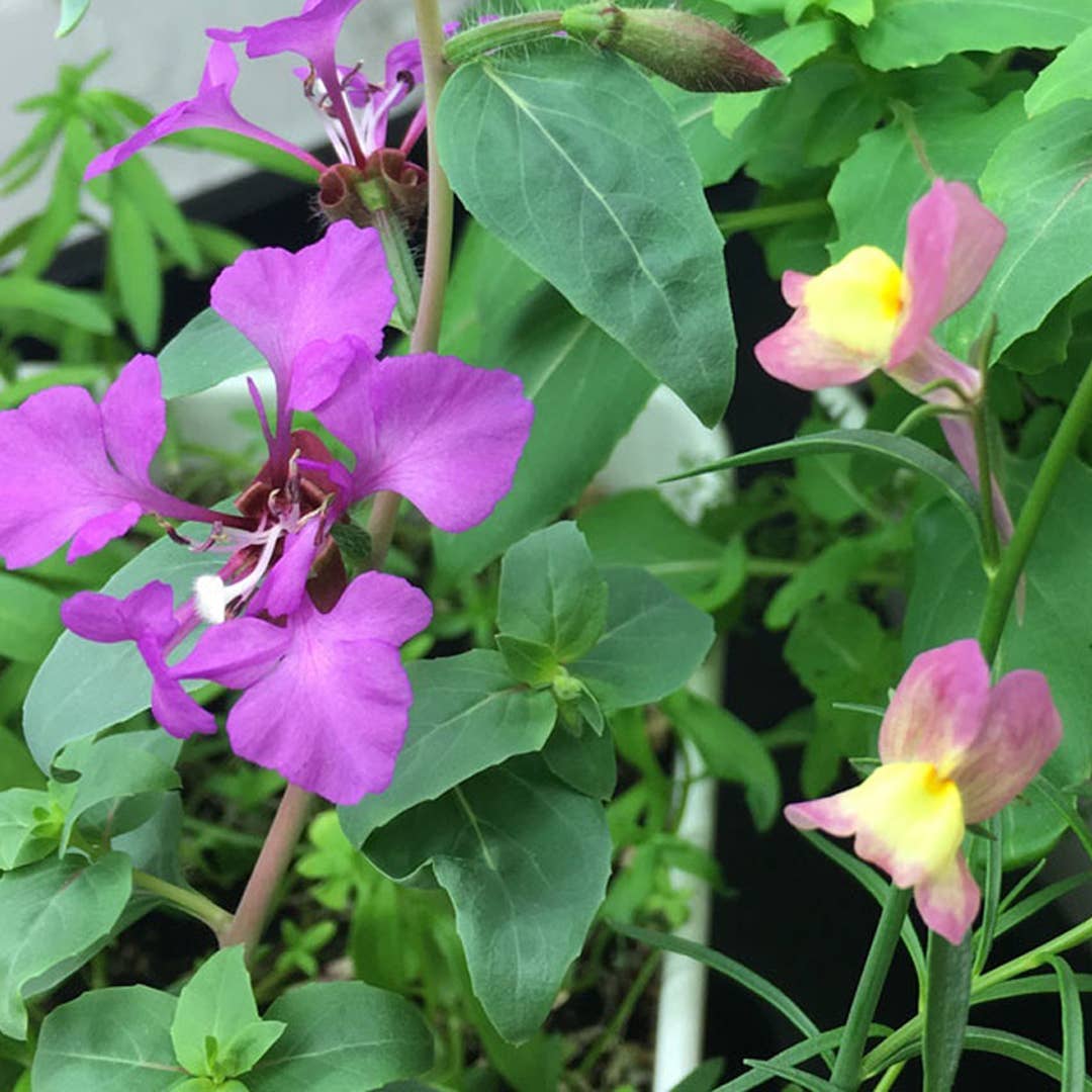 Plantable Greeting Card - Merry Christmas {tailgate}