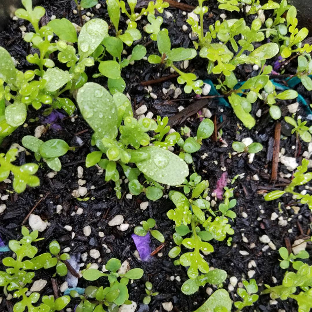 Plantable Greeting Card - {Watercolor nativity}
