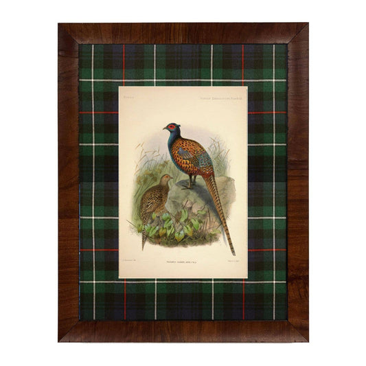 Vintage pheasant painting matted in navy and green tartan