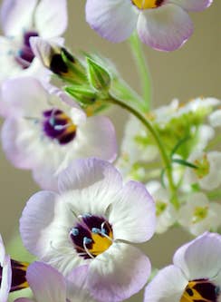 White Seed Paper they say God only gives what you can handle